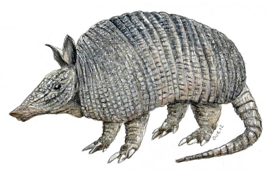 900x573 Armadillo. Animals. Drawings. Pictures. Drawings Ideas For Kids - Armadillo Sketch