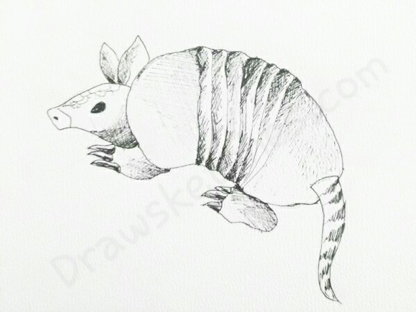 600x450 How To Draw An Armadillo In A Few Easy Steps With Pictures - Armadillo Sketch