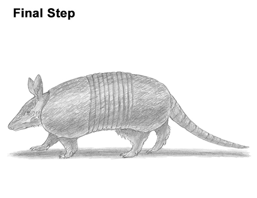 500x386 How To Draw An Armadillo - Armadillo Sketch