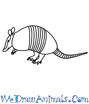 300x350 How To Draw An Armadillo - Armadillo Sketch