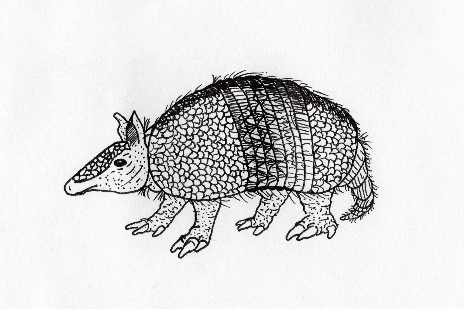 1600x1066 Jared Unzipped Draw Something Armadillo - Armadillo Sketch