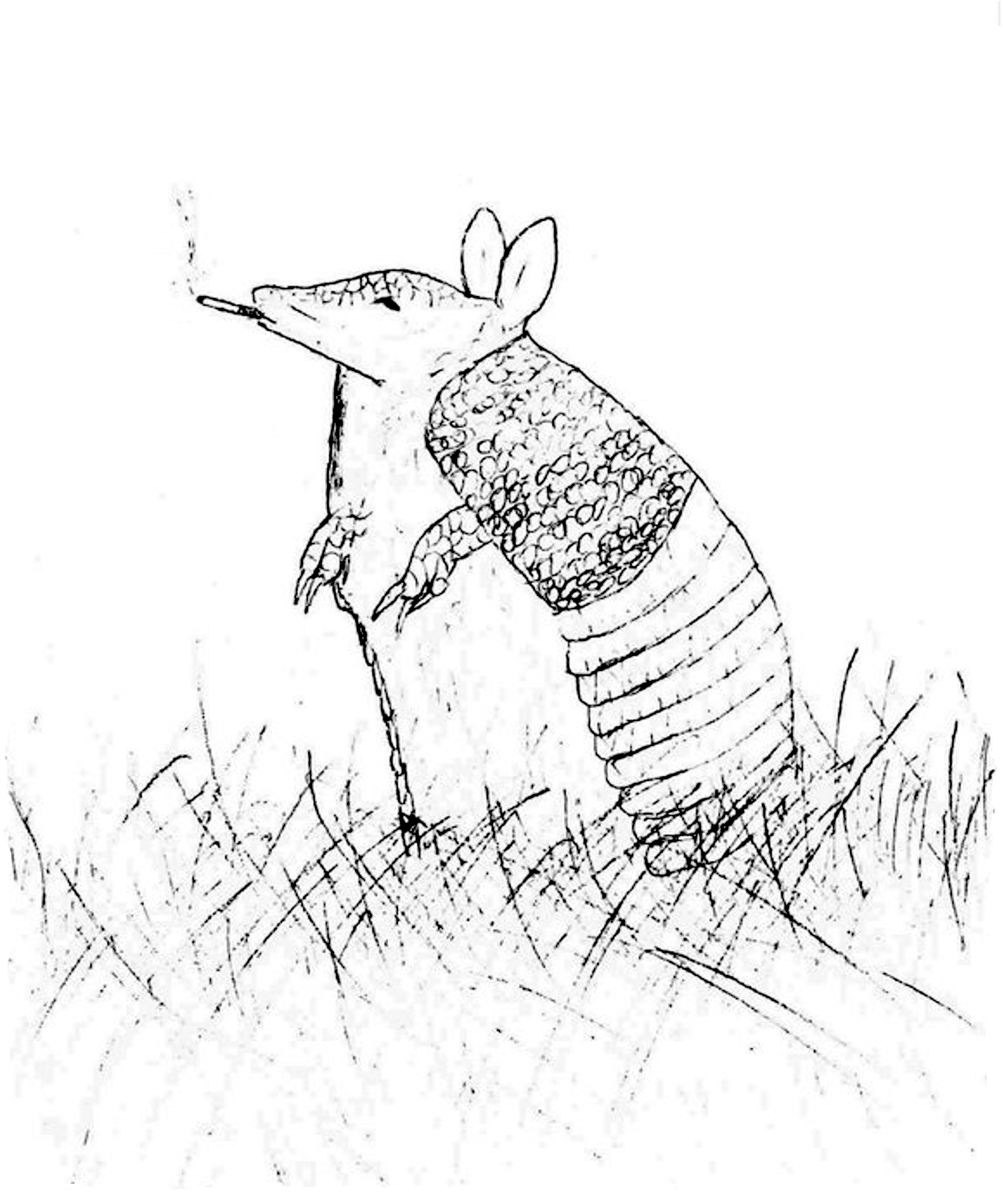 4500x5400 Just An Armadillo Smoking A Cigarette - Armadillo Sketch
