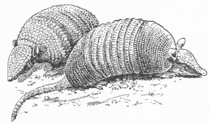 420x247 Armadillo - Armadillo Sketch