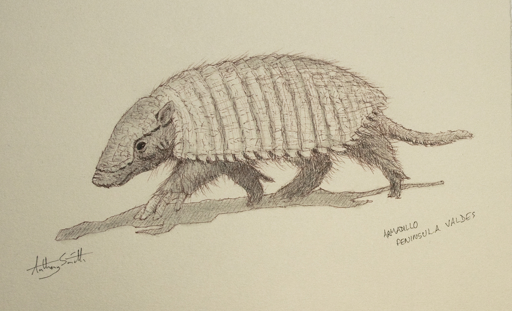 1024x622 Armadillo Sketch 1 Vpro Beagle - Armadillo Sketch