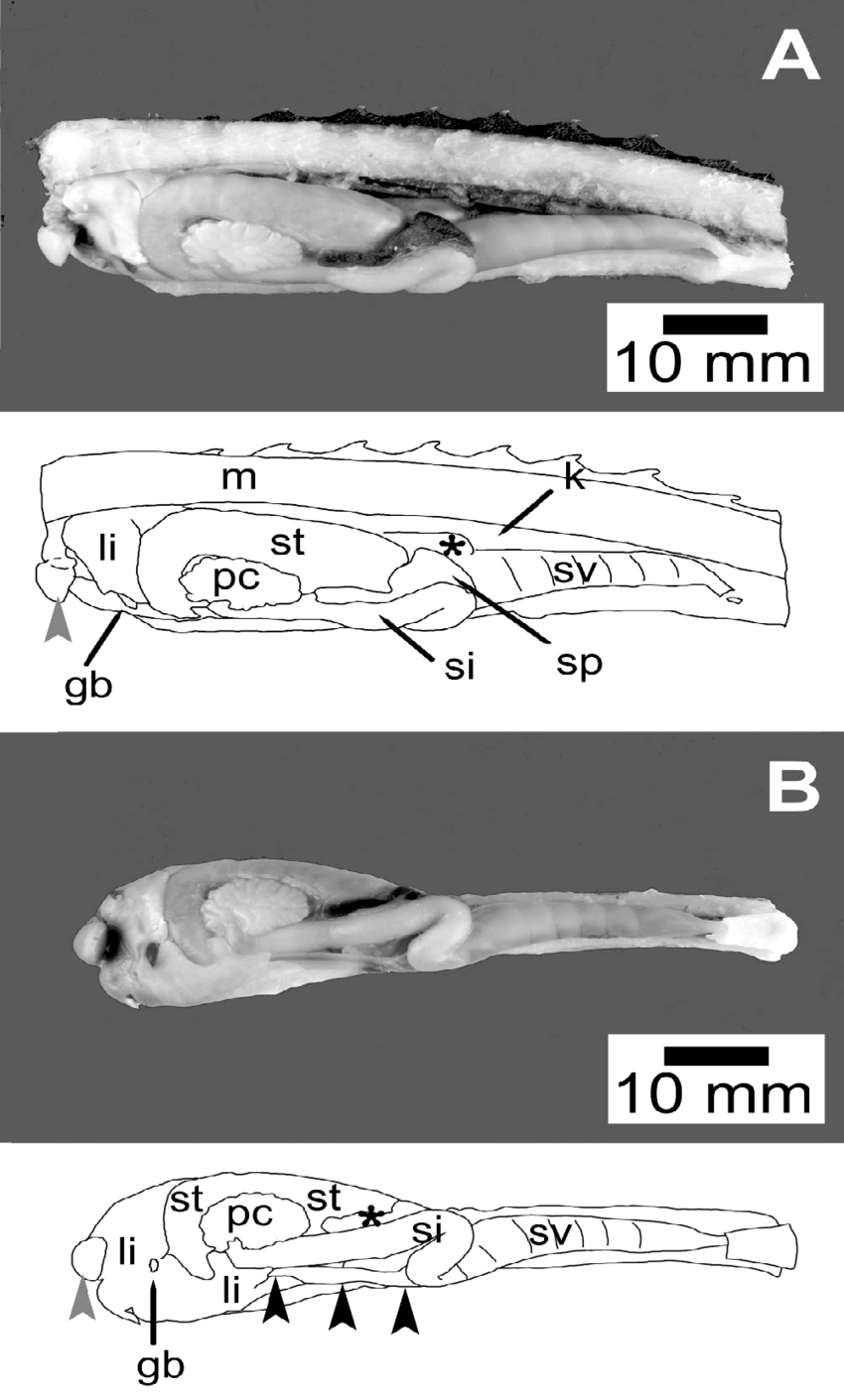 850x1411 Photograph A Left Oblique View (45 Angle). The Sketch Shows The - Arrowhead Sketch