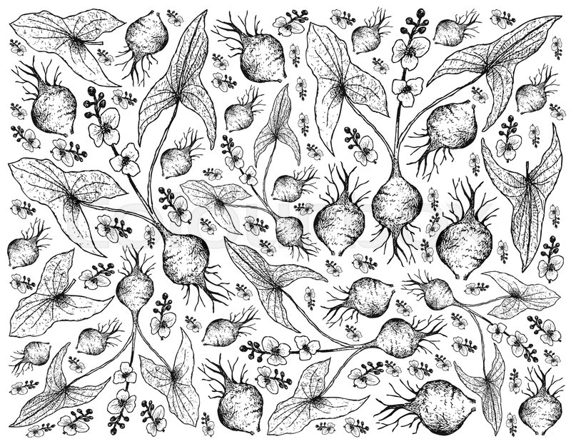 800x622 Root And Tuberous Vegetables, Illustration Hand Drawn Sketch Of - Arrowhead Sketch