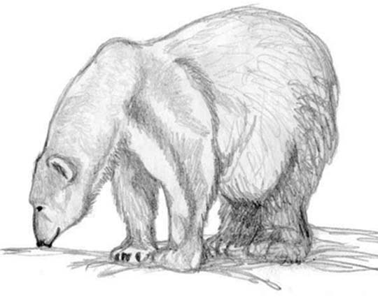 540x428 Free Pencil Art Sketches Tutorial - Art Sketches