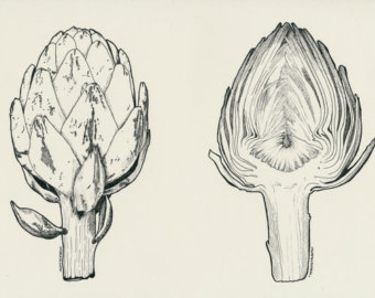 340x270 Artichoke Drawing Etsy - Artichoke Sketch