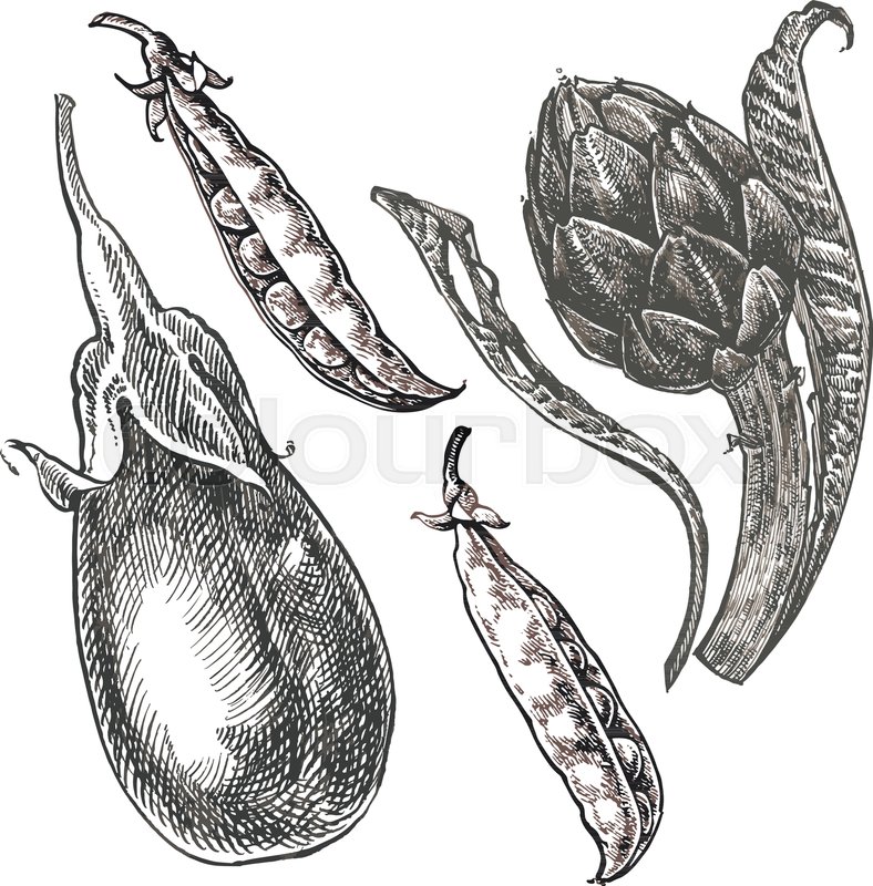 788x800 Hand Drawn Sketch Eggplant, Peas And Artichoke. Illustration - Artichoke Sketch