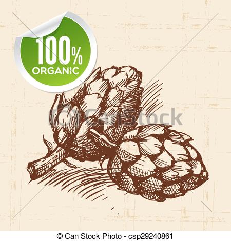 450x470 Hand Drawn Sketch Vegetable Artichoke. Eco Food Background.vector - Artichoke Sketch