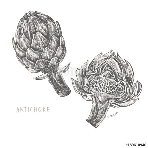 500x500 Set Artichoke. Vector Hand Drawn Illustration On White Background - Artichoke Sketch