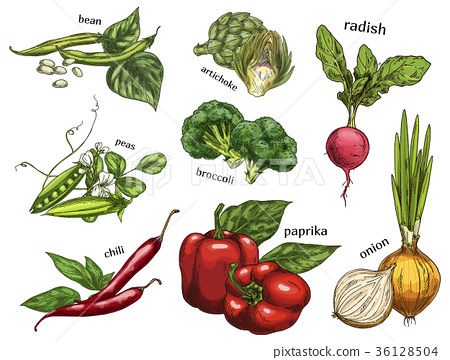 450x360 Sketch Of Artichoke And Chilli Pepper, Peas, Beans - Artichoke Sketch