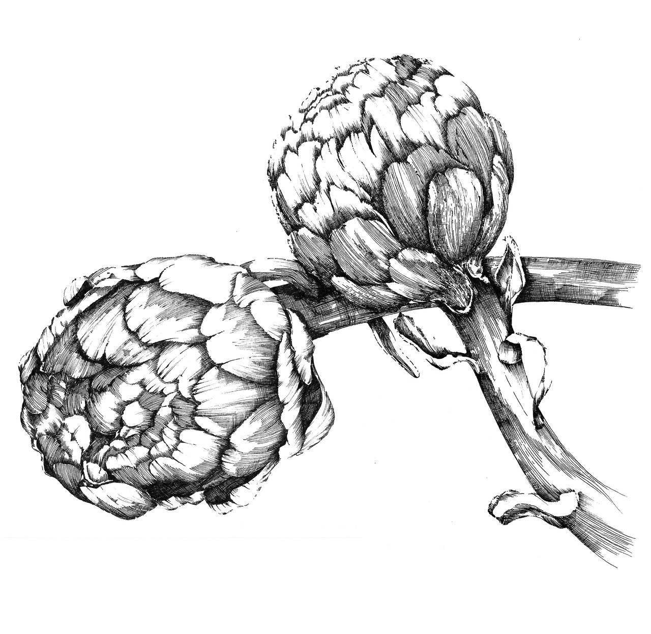 1280x1246 Sketch - Artichoke Sketch