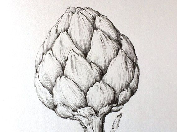 570x427 Artichoke Original Pencil Drawing, Illustration, Kitchen Art - Artichoke Sketch