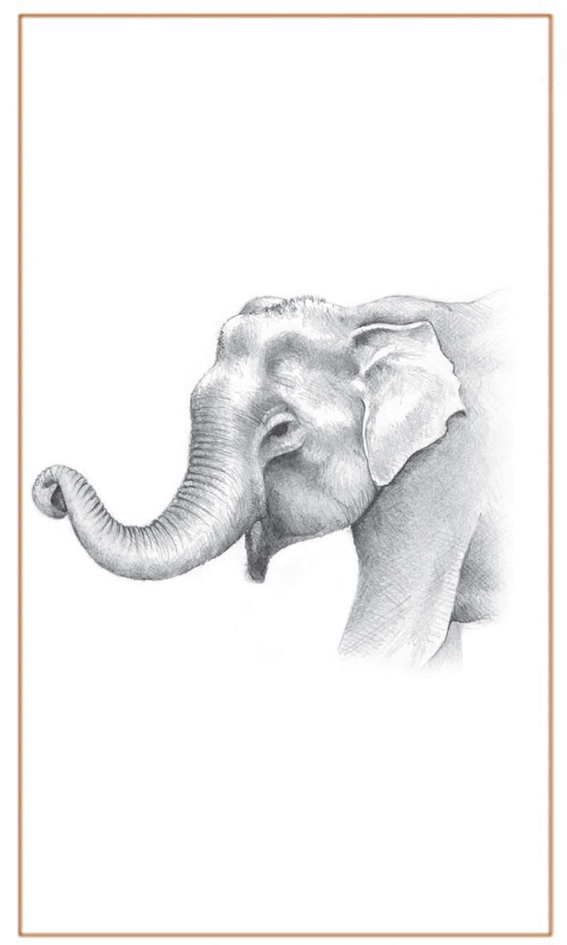 1162x1937 Asian Elephant - Asian Elephant Sketch