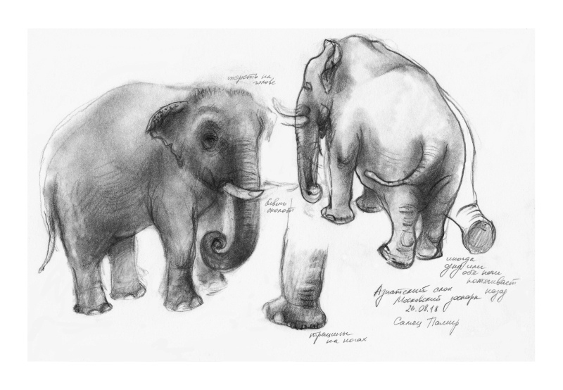 800x554 Asian Elephant Sketch I Was Drawing - Asian Elephant Sketch