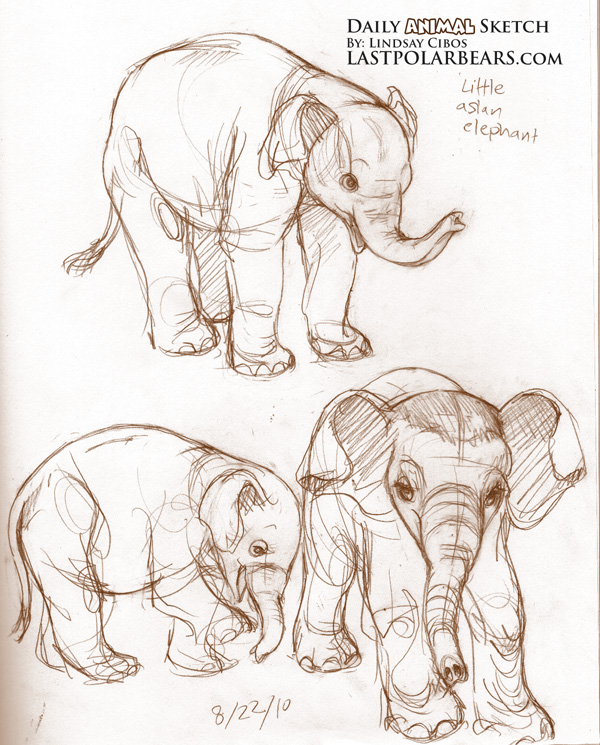 600x745 Daily Animal Sketch Asian Elephant Calf Last Of The Polar Bears - Asian Elephant Sketch