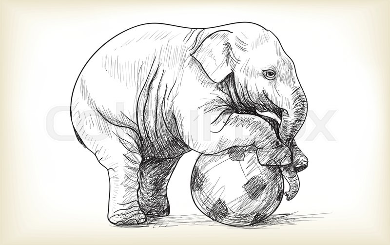 800x503 Elephant Mother And Baby Walking Beside, Asia Species Sketch And - Asian Elephant Sketch