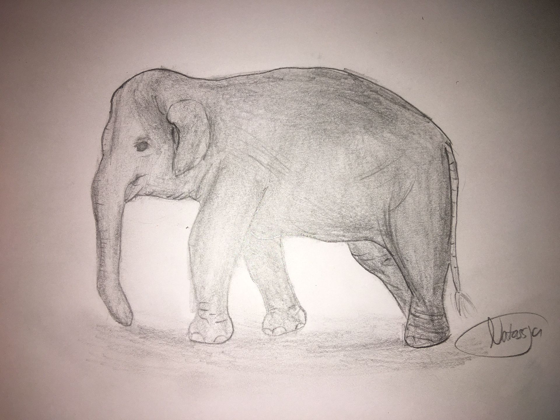1920x1440 My Random Drawing Book - Asian Elephant Sketch