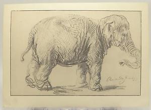 300x219 Rembrandt Print Asian Elephant Hansken 1637 Albertina Museum - Asian Elephant Sketch