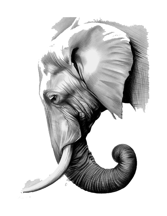 564x730 The Elephants Paper Asian Elephant Graphite - Asian Elephant Sketch