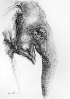 236x334 Various Animal Illustrations By Ferdy Remijn Asian - Asian Elephant Sketch