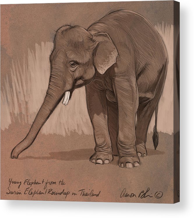 666x750 Young Asian Elephant Sketch Acrylic Print By Aaron Blaise - Asian Elephant Sketch