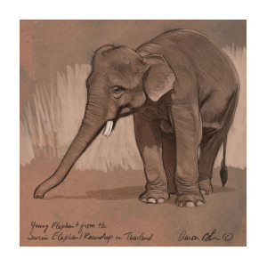 300x300 Young Asian Elephant Sketch Digital Art By Aaron Blaise - Asian Elephant Sketch