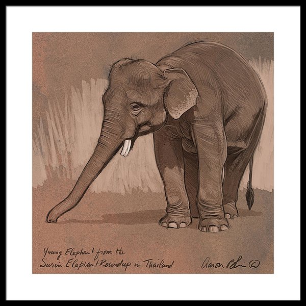 600x600 Young Asian Elephant Sketch Framed Print By Aaron Blaise - Asian Elephant Sketch