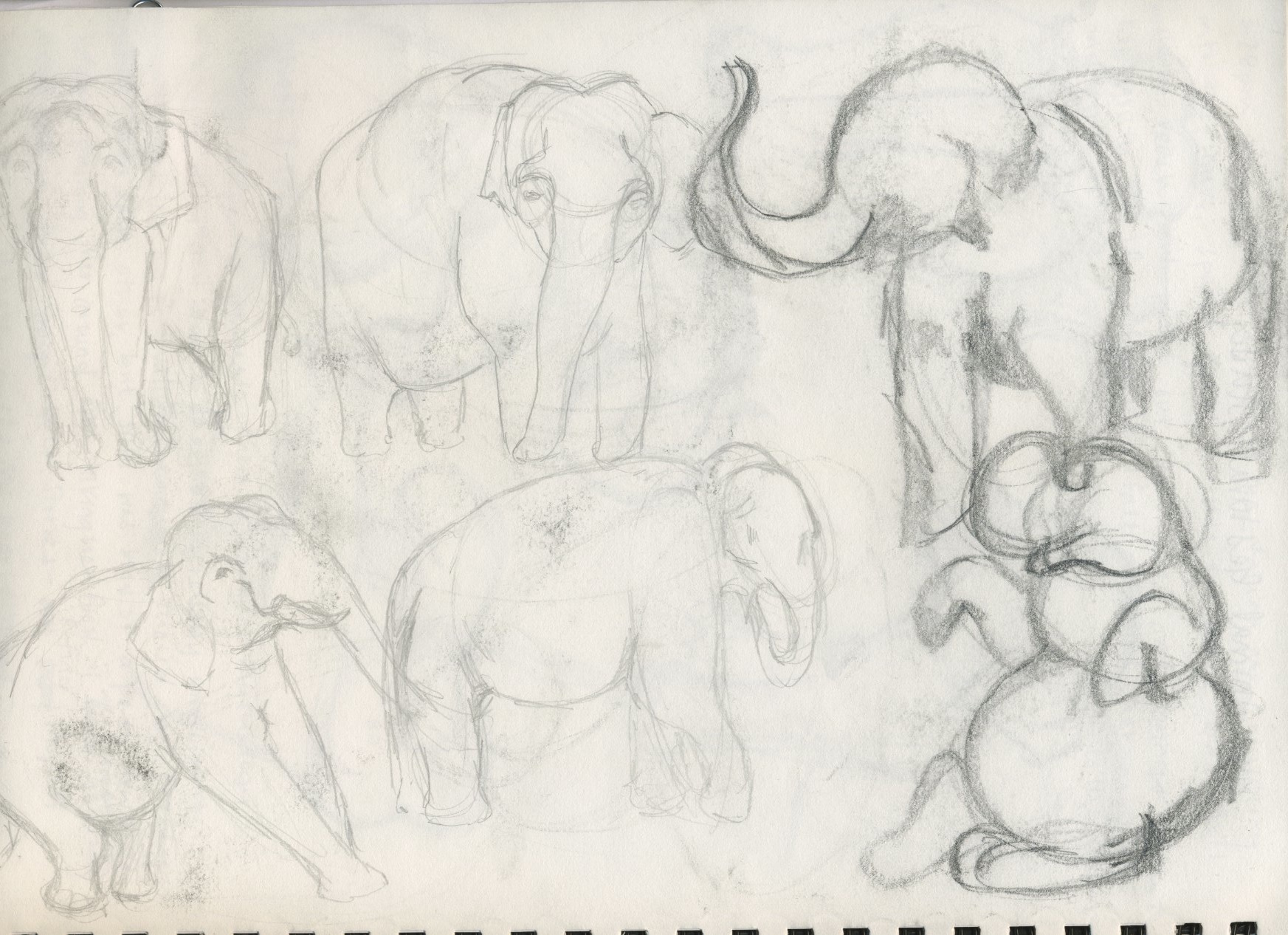 1745x1266 Asian Elephant The Ebestiary - Asian Elephant Sketch