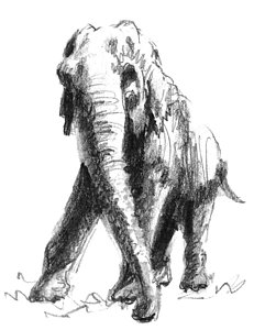 Asian Elephant Sketch at PaintingValley.com | Explore collection of ...