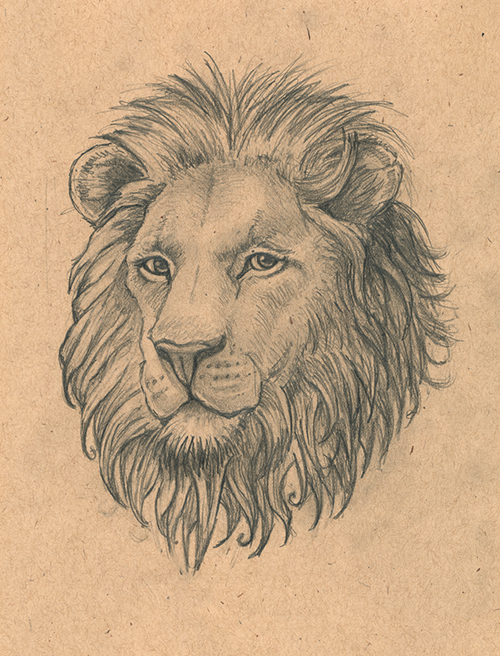 500x656 Aslan By Camartin - Aslan Sketch