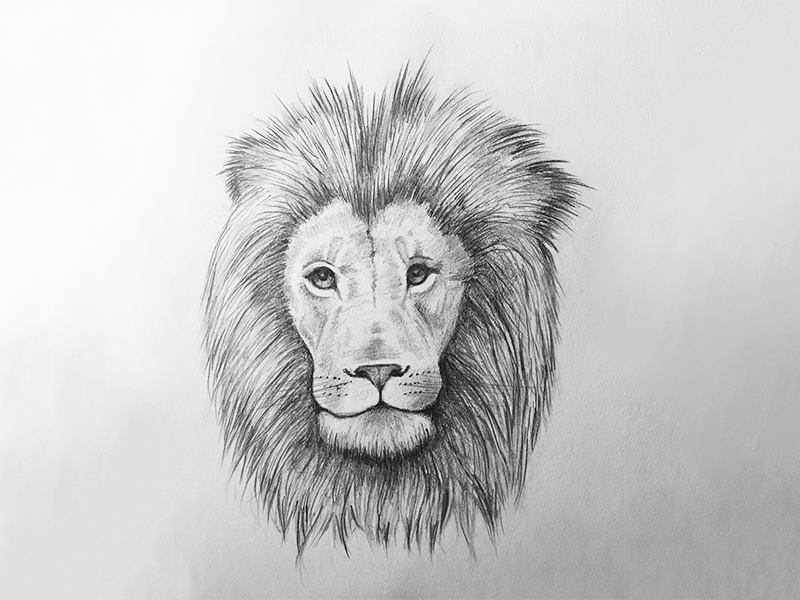 800x600 Aslan By Katie Rountree - Aslan Sketch