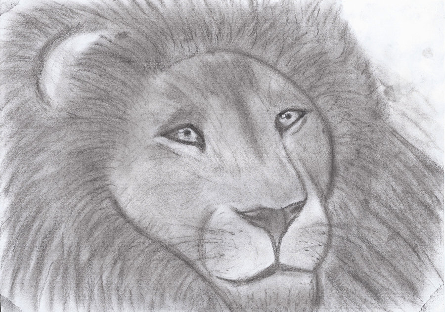 900x631 Aslan By Lily So Sweet - Aslan Sketch