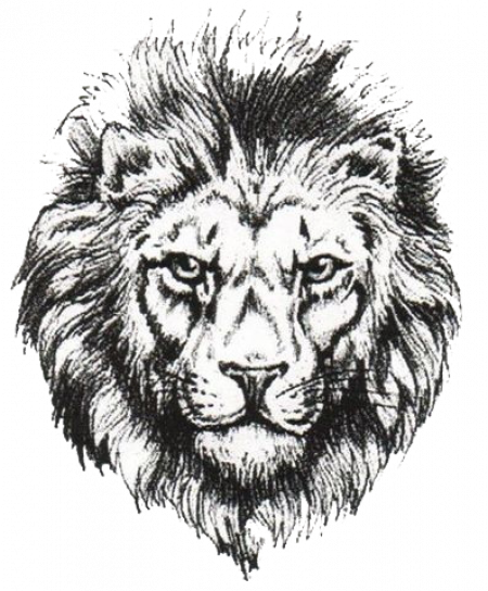 450x544 Aslan Drawing - Aslan Sketch