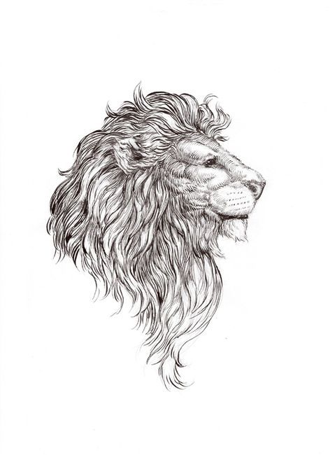 472x650 Yesterdays (Lion,aslan,drawing) Fallegt! - Aslan Sketch