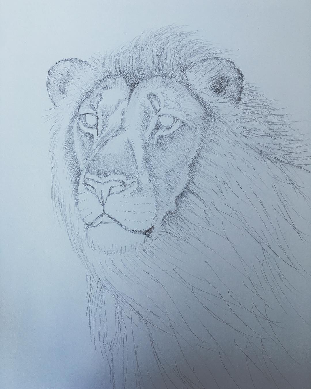 1080x1350 Startofsketch - Aslan Sketch