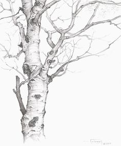 236x284 106 Best How To Draw And Paint Aspen Trees Images - Aspen Sketch
