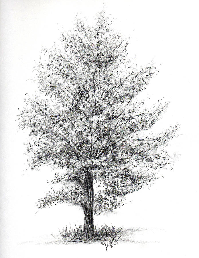 695x900 Aspen Tree Drawing By Swati Singh - Aspen Sketch