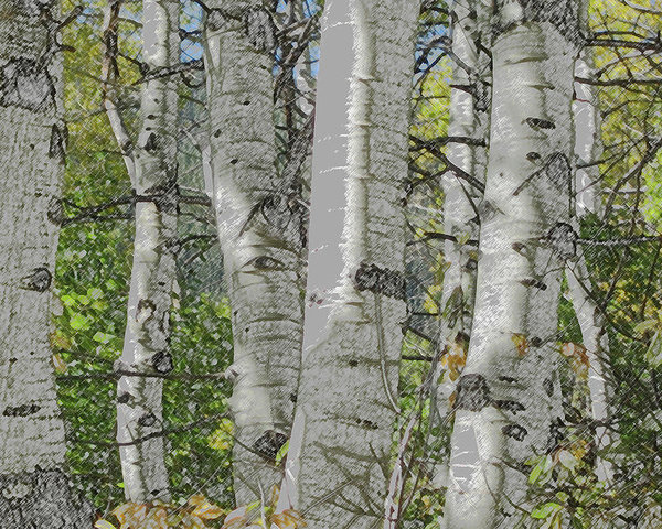 600x480 Aspen Trees As A Pencil Sketch Poster By Joan Norris - Aspen Sketch