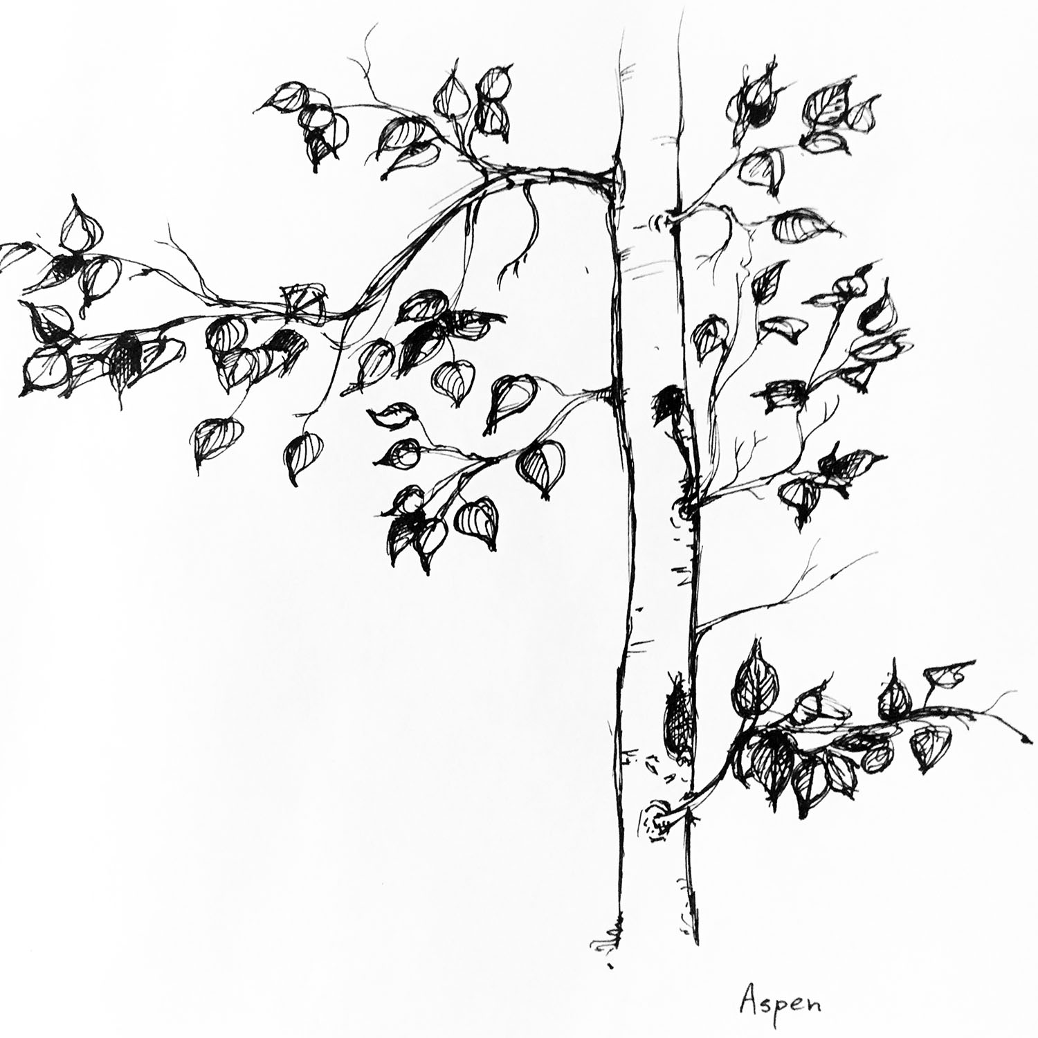 1500x1500 Drawing Bird Amp Briar - Aspen Sketch