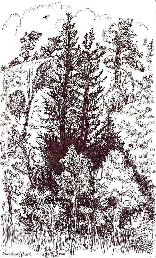 546x900 Mountain Pines And Aspen Field Sketch Drawing By Dawn Senior Trask - Aspen Sketch