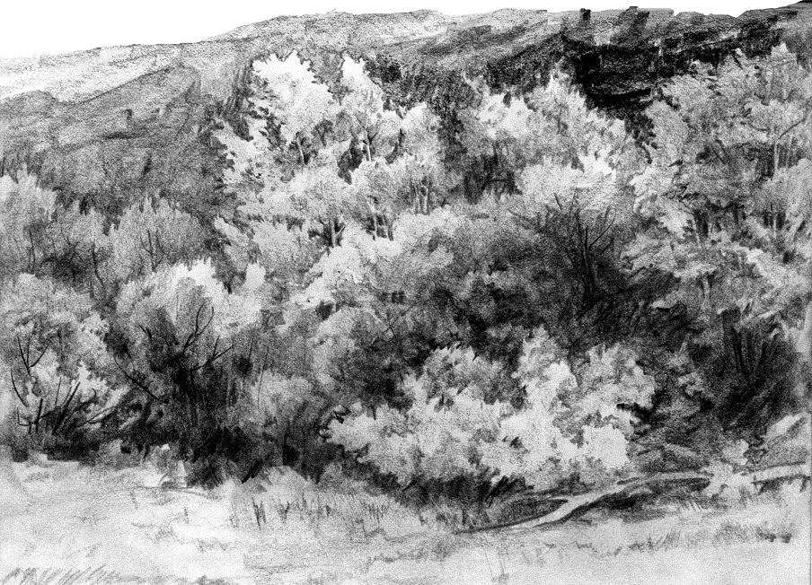 904x652 Aspen Along Foothills Sketch By Anubistj - Aspen Sketch