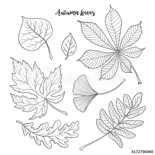 500x500 Set Of Hand Drawn Black And White Autumn Falling Leaves - Aspen Sketch