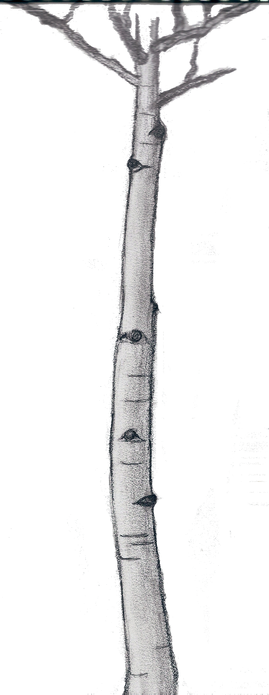 907x2338 Sketch Of An Aspen Tree By Perfectrandomness On Newgrounds - Aspen Sketch