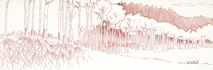 720x238 Aspen Trees - Aspen Tree Sketch