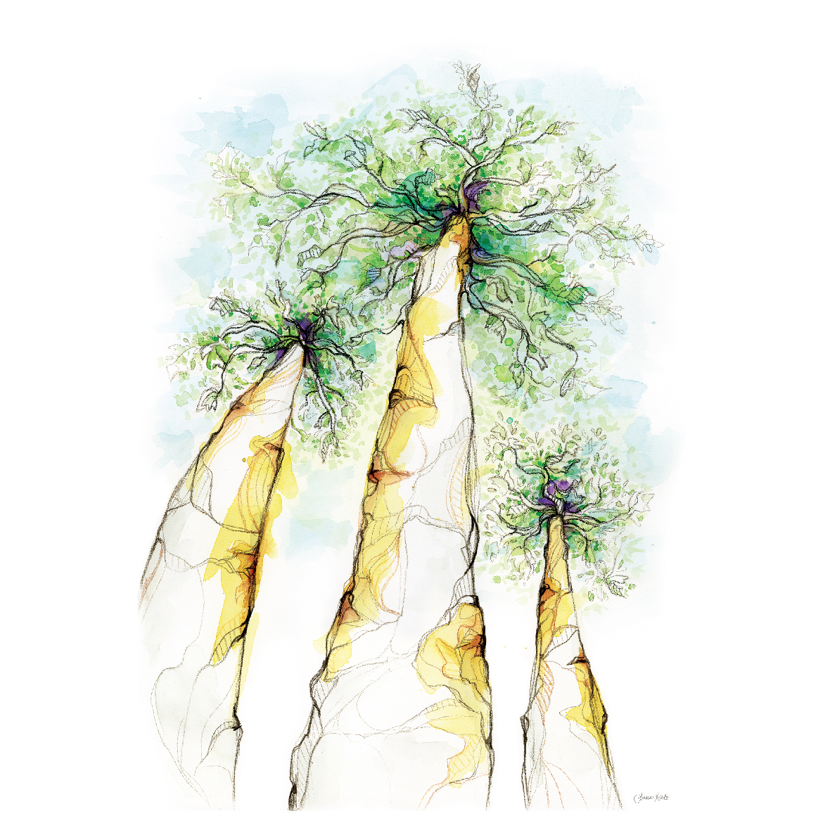 Aspen Tree Sketch at Explore collection of Aspen