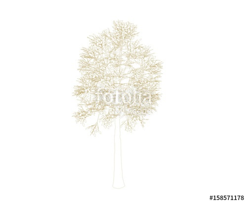 500x410 Aspen Tree. Isolated On White Background. Sketch Illustration - Aspen Tree Sketch