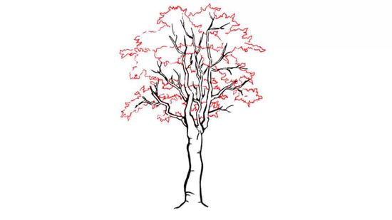 550x309 How To Draw A Detailed Tree 7 Steps (With Pictures) - Aspen Tree Sketch