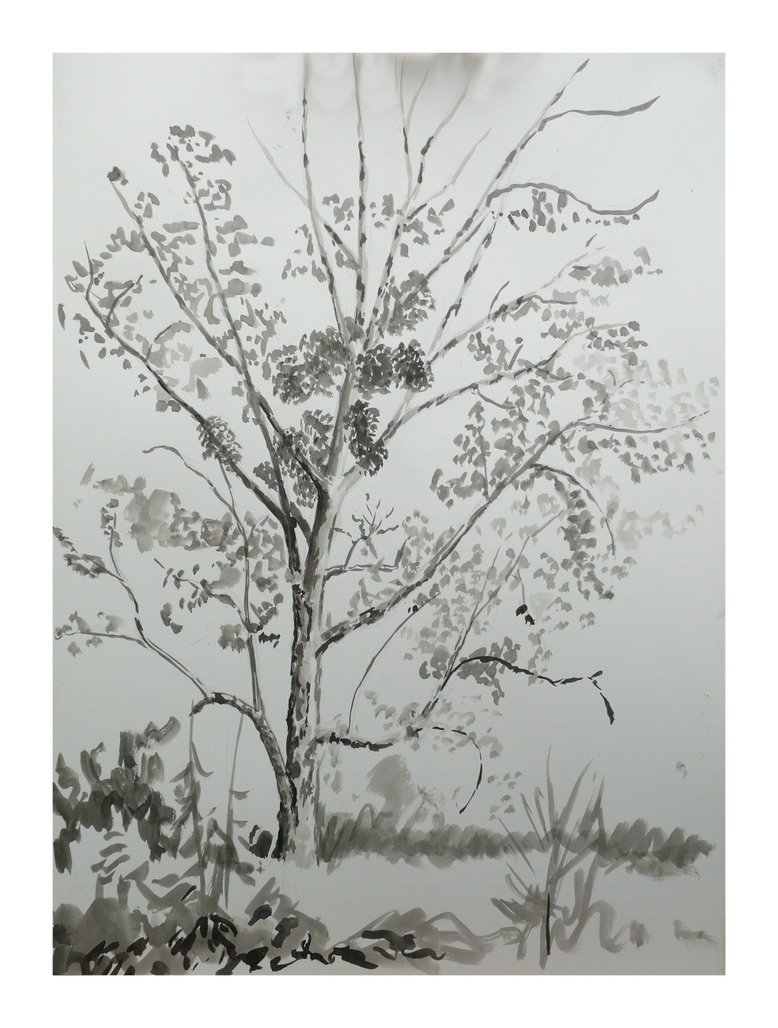 778x1028 Sketch Aspen Tree By Lithyeld - Aspen Tree Sketch